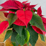 Poinsettia and its flowerpot